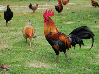 Male bantams walk, exercise and forage on the grass.  standing on the lawn.
