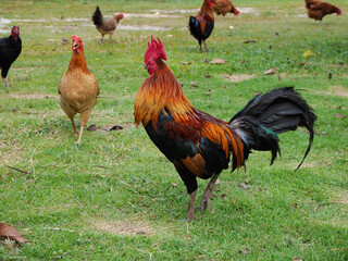 Male bantams walk, exercise and forage on the grass.  standing on the lawn.