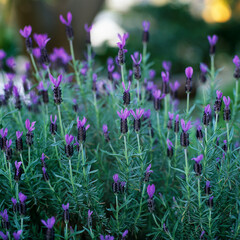 Lavender Bush, Australia