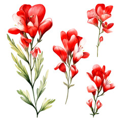 Set of red floral watecolor. red flower, red leaves. Floral poster, invitation floral. Vector arrangements for greeting card or invitation design	