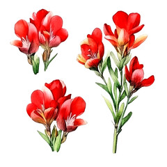Obraz premium Set of red floral watecolor. red flower, red leaves. Floral poster, invitation floral. Vector arrangements for greeting card or invitation design 