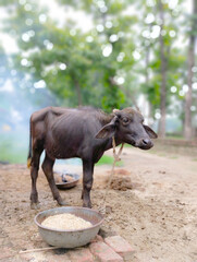 Indian cutest calf buffalo or domestic asian water buffalo, black buffalo 