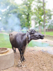 Indian buffalo or domestic asian water buffalo, black buffalo. 