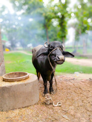 Indian buffalo or domestic asian water buffalo, black buffalo 