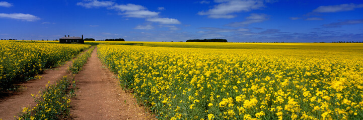 Canola Field, Country Victoria, Australia