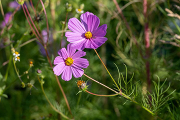 flowers in the field