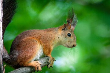 Close-up portrait of a squirrel in a summer forest