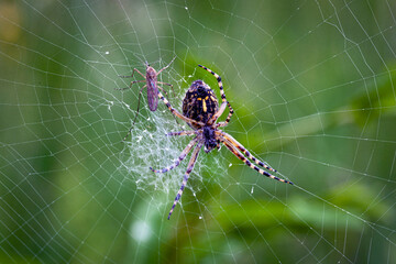 Argiope bruennichi (wasp spider) is a species of orb-web spider distributed throughout central Europe, northern Europe, north Africa, parts of Asia, and the Azores archipelago