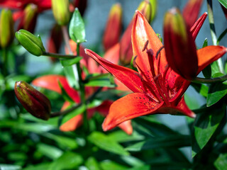 fresh bright red lilies in the garden against the background of natural greenery