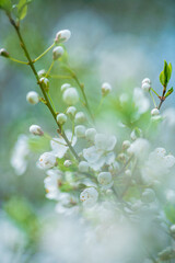 cherry blossom in the garden