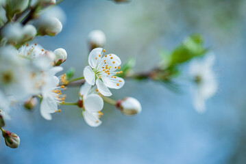 cherry blossom in the garden