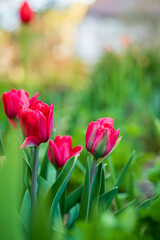 nice tulips in the garden