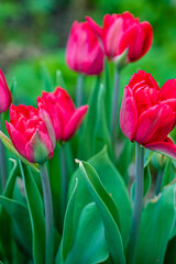 Naklejka premium nice tulips in the garden