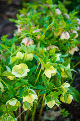 hellebores in  the spring garden