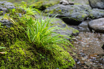 Close up with beautiful green moss, grass and part of a texture log on the floor. Large rock in water with weed and moss. Grass sedge and moss grow on the stone I live on the Edge. Selective focus.