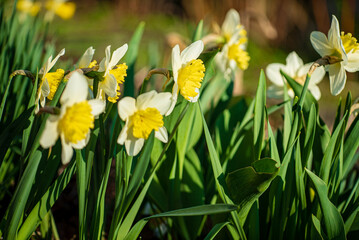 spring flowers in the garden