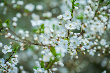 cherry blossom in the spring garden