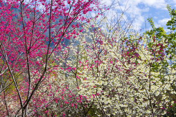 Beautiful sakura flower on mountain