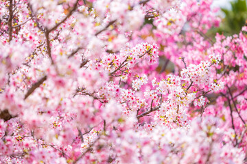 Beautiful sakura blossom over the tree