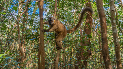 A Common brown lemur  Eulemur albifrons sits on the branches of trees in a rain forest. Paws holding onto the trunk. Fluffy fur, long tail, big eyes, attentive gaze. Madagascar. Vakona Forest Reserve