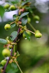grüne Früchte der Weißdorne (Crataegus) mit frischen Wassertropfen