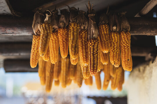 Hanging Corn in Empty Setting