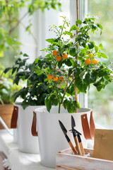 Balcony garden with yellow cherry tomatoes in a pot, growing vegetables at home