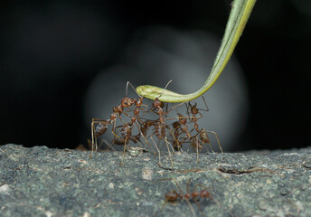 cooperation of ants lifting leaves
