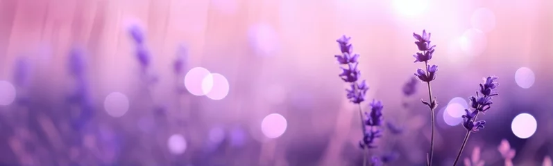 Raamstickers Lavender flowers banner © kramynina