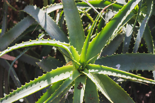 Sunlit Aloe Leaf: Close-up of Green Succulent Plant