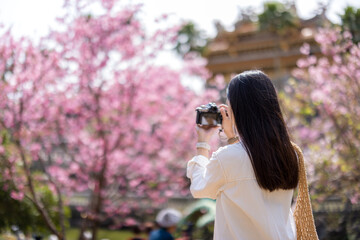 Travel woman use digital camera to take photo on the sakura tree