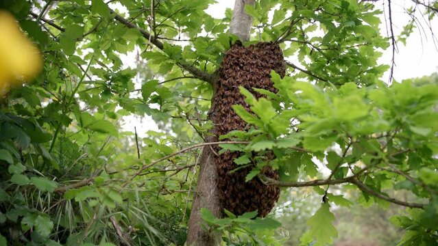 Wide, low-angle shot of a swarm of wild bees clinging to a tree, a few bees trying to make their way into the colony in spring. Dordogne in France
