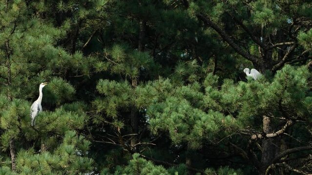 Grey Heron (Ardea cinerea) and Eastern Great Egret (Ardea alba modesta) Perched on Pine Trees in South Korea in Summer
