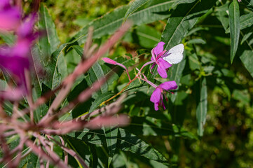 Farfalla bianca su fiore fucsia in montagna d'estate