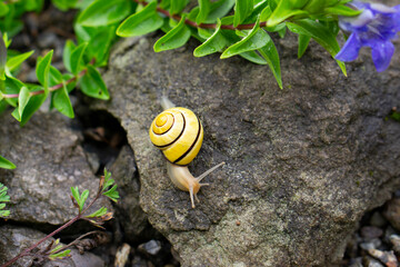 Grove also known as Brown-lipped Snail (Cepaea nemoralis) on the stone in the garden after the rain. 
