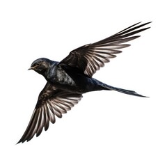 Black swift bird isolated on white. Generative AI