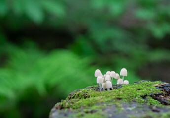 Small mushrooms. Tiny bright toadstools close up shot. Tiny world of nature, microorganisms and...