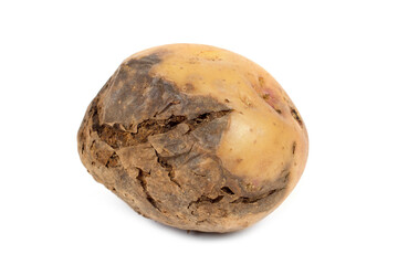Rotten potato tuber on a white background. Potato disease.