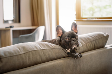 French bulldog dog on the sofa