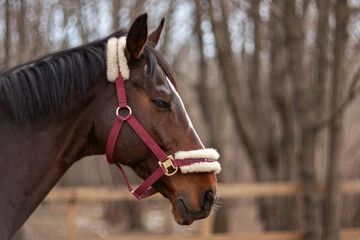 Brown Horse outdoors