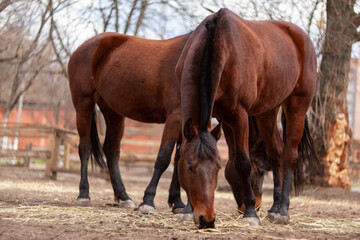 Obraz premium Brown Horse outdoors