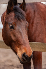 Fototapeta premium brown horse portrait
