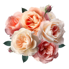 Beautiful Roses, high quality, isolated on a white background PNG