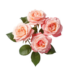 Beautiful Roses, high quality, isolated on a white background PNG