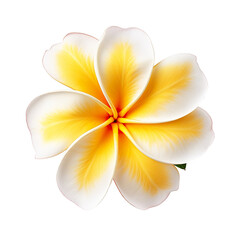 Beautiful Plumeria, high quality, isolated on a white background