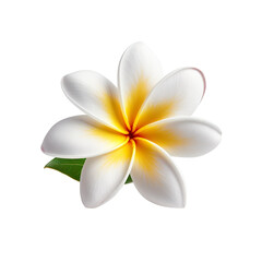 Beautiful Plumeria, high quality, isolated on a white background