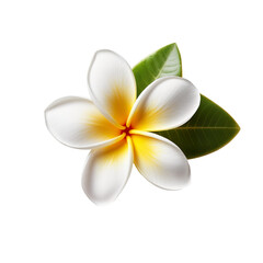 Beautiful Plumeria, high quality, isolated on a white background