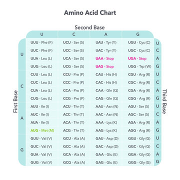 Amino Acid Codon Table genome sciences vector graphic