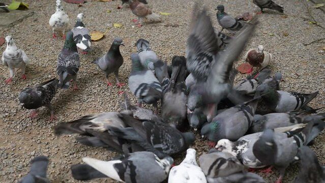 Man feeding pigeons on the ground.