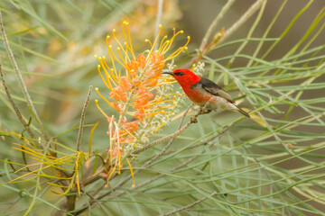 Scarlet honeyeater (Myzomela sanguinolenta) male bird